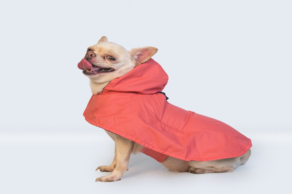 An Overview Of Dog Rain Coats
